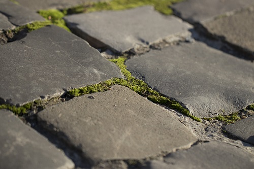 entretien de pavé-uni: mousse sur pavé extérieur